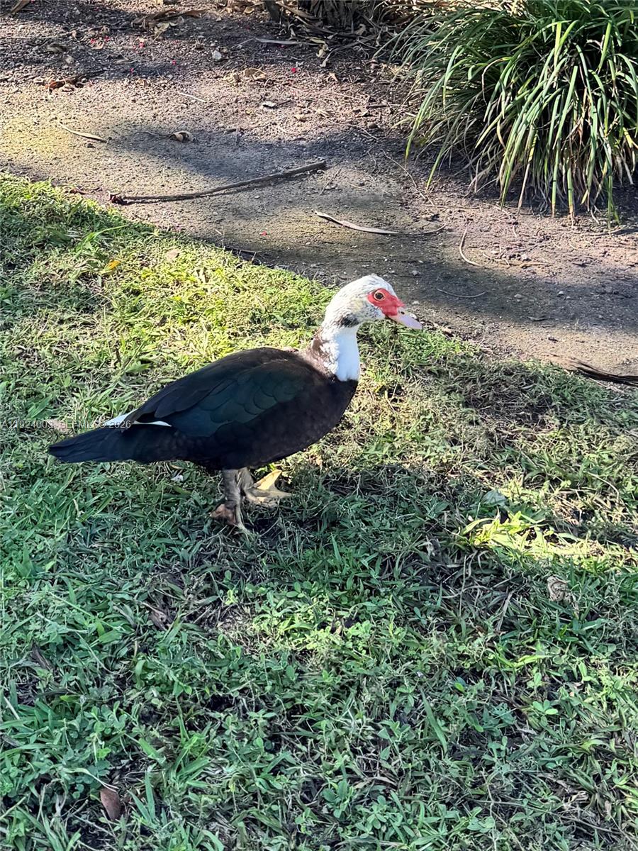 VENETIA GARDENS SOUTH CON - Residential