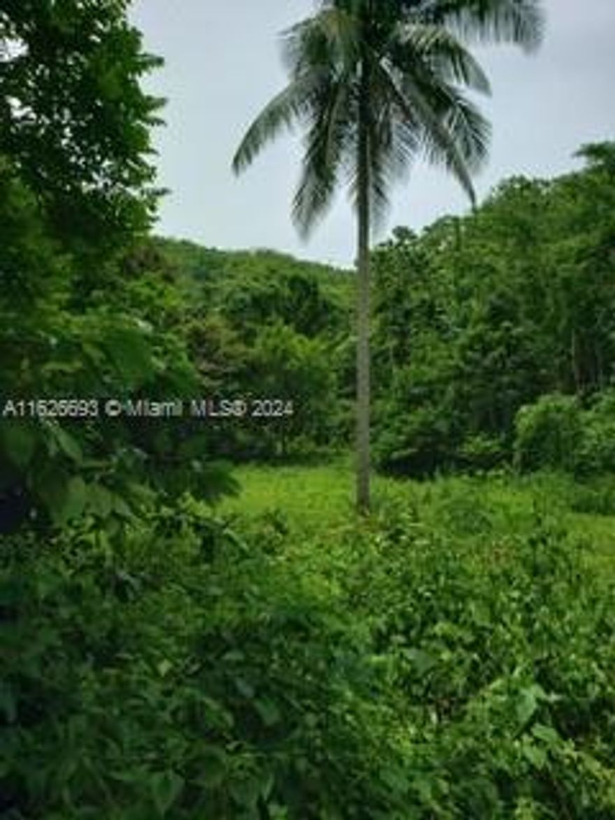 500 ACRES of land available for commercial, agricultural or dwelling.  From google map you are able to see the wide range Lucky Valley in St Catherine east side of Bog Walk past Riverdale.  Accessible to Water and Electricity available through utility company