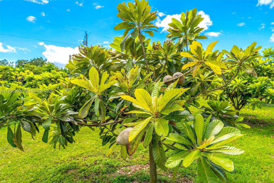 5 ACRE IMMACULATE MAMAY GROVE IN PRISTINE CONDITION. 25-30 FOOT CENTERS.ROOM TO SUB PLANT AS SEEN )TREES ARE ALMOST 5 YEARS OLD..READY FOR FULLL PRODUCTION WITHIN 1-2 YEARS.. LONG LIFE SPAN HERE!!!BOTH VARIETES THE M & KW..THE POLE BARN 25 X 40-45 ML WITH METAL ROOM AND 220 ELEC.(TOUR BUS NOT INC). BUILDABLE SITE. LARGE CHICKEN COOP WITH OVER 30 RHODE ISLAND RED HENS TO REMAIN, ADJ 5 AC TURN KEY VENUE AVAIL PHOTOS START AT PHOTO 10 FROM 10 ON NOT INCLUDED IN THIS LISTED PRICE FOR A QUICK VIEW AND CAN BE NEGIOTATED. WITH OR WITHOUT THE LISTED 5 ACRE GROVE,CALL FOR INFO AND PRICING . .  CLOSE TO KENDALL NEAR NEW KNAUSS BERRY FARM ...THE CINNAMON  ROLL OUTFIT ON KROME AND 168. CALL FOR APPT. NOTHING IS CARVED IN STONE. REASONABLE. LOCATION IS EXCELLENT. LOW TAXES 212.00 A YEAR...
