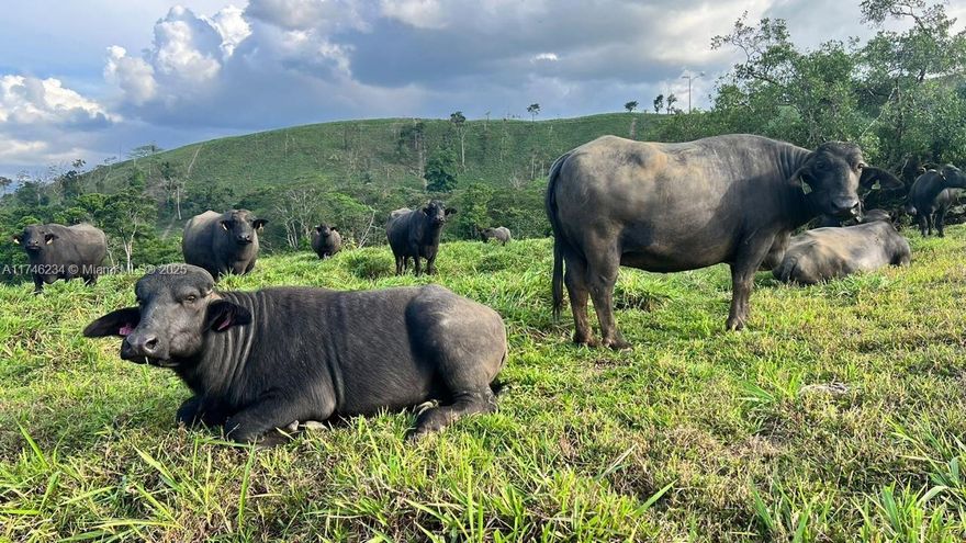 Premier Farm in Northern Costa Rica – Ideal for Buffalo Ranching & Tourism

This 541-hectare (1,336-acre) farm offers the perfect environment for buffalo ranching & tourism development. The property features varied topography, a year-round pleasant climate, lush vegetation, a private waterfall, and clear water rivers. Located with a stunning view of the Rincón de la Vieja Volcano and near hot springs, it’s a prime spot for eco-tourism.

Additional Details: • 1 hour from Liberia (international airport) • 1,040 acres of pastures, 296 acres of natural forest • Approx. 500 buffaloes in production • Management facilities with potable water & electricity • Safe, outside volcanic hazard areas

This farm is a unique investment opportunity!

Property can be sold together with MLS A11753173.