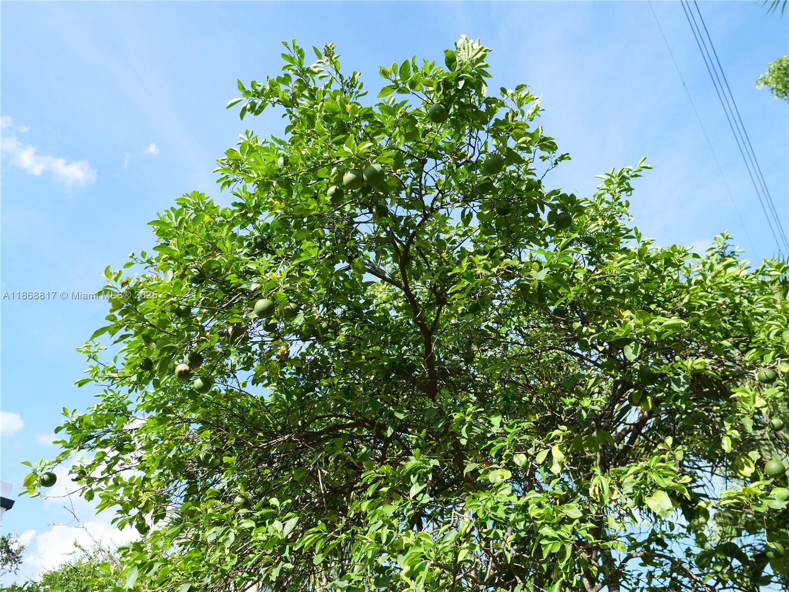 SHADOWLAWN EXTENSION SUB - Residential