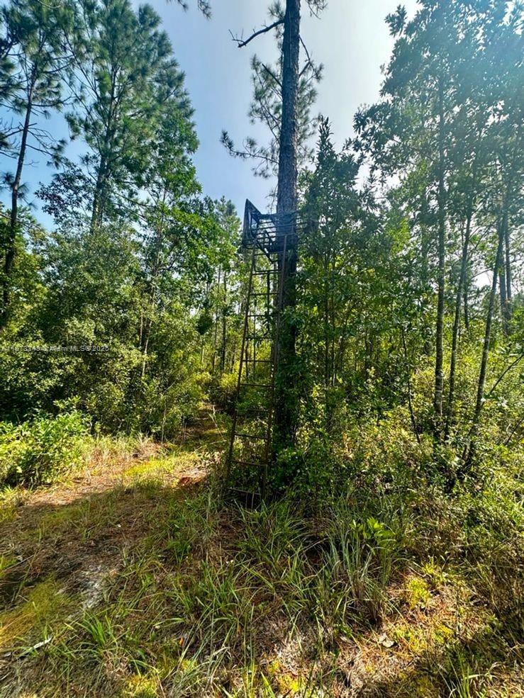 Aucilla Plantation - Land