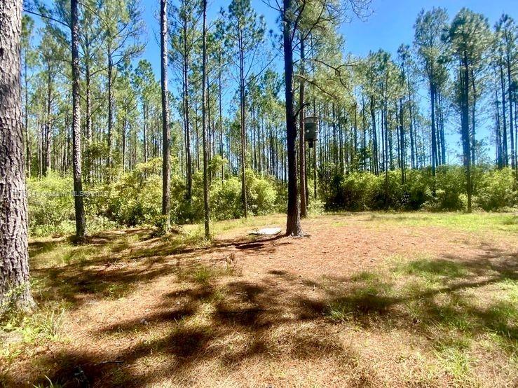 Aucilla Plantation - Land