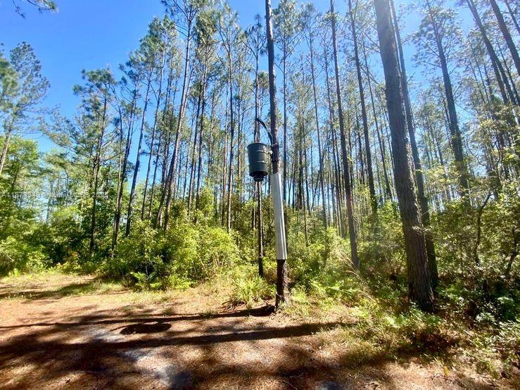 Aucilla Plantation - Land