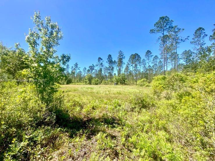 Aucilla Plantation - Land