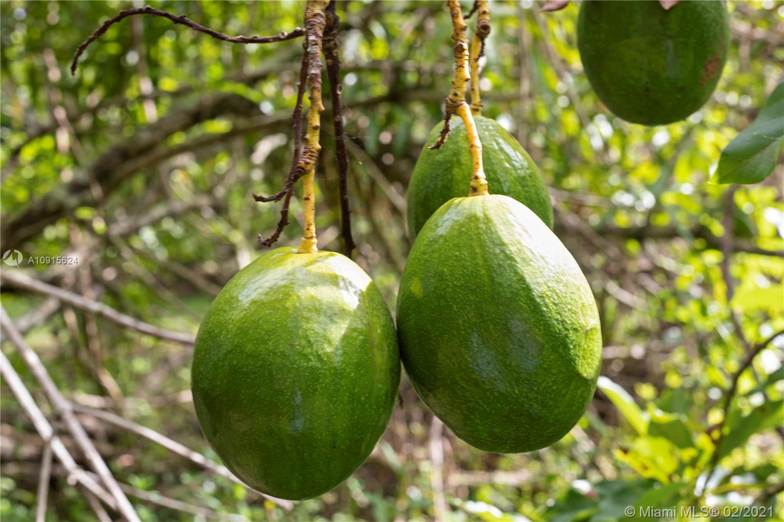 Redland 1.25 acres - Residential