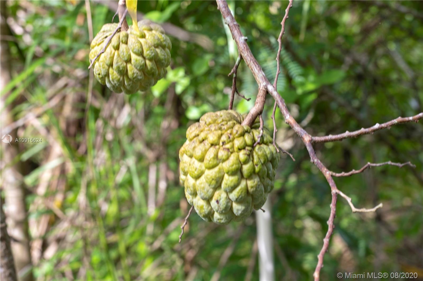 Redland 1.25 acres - Residential