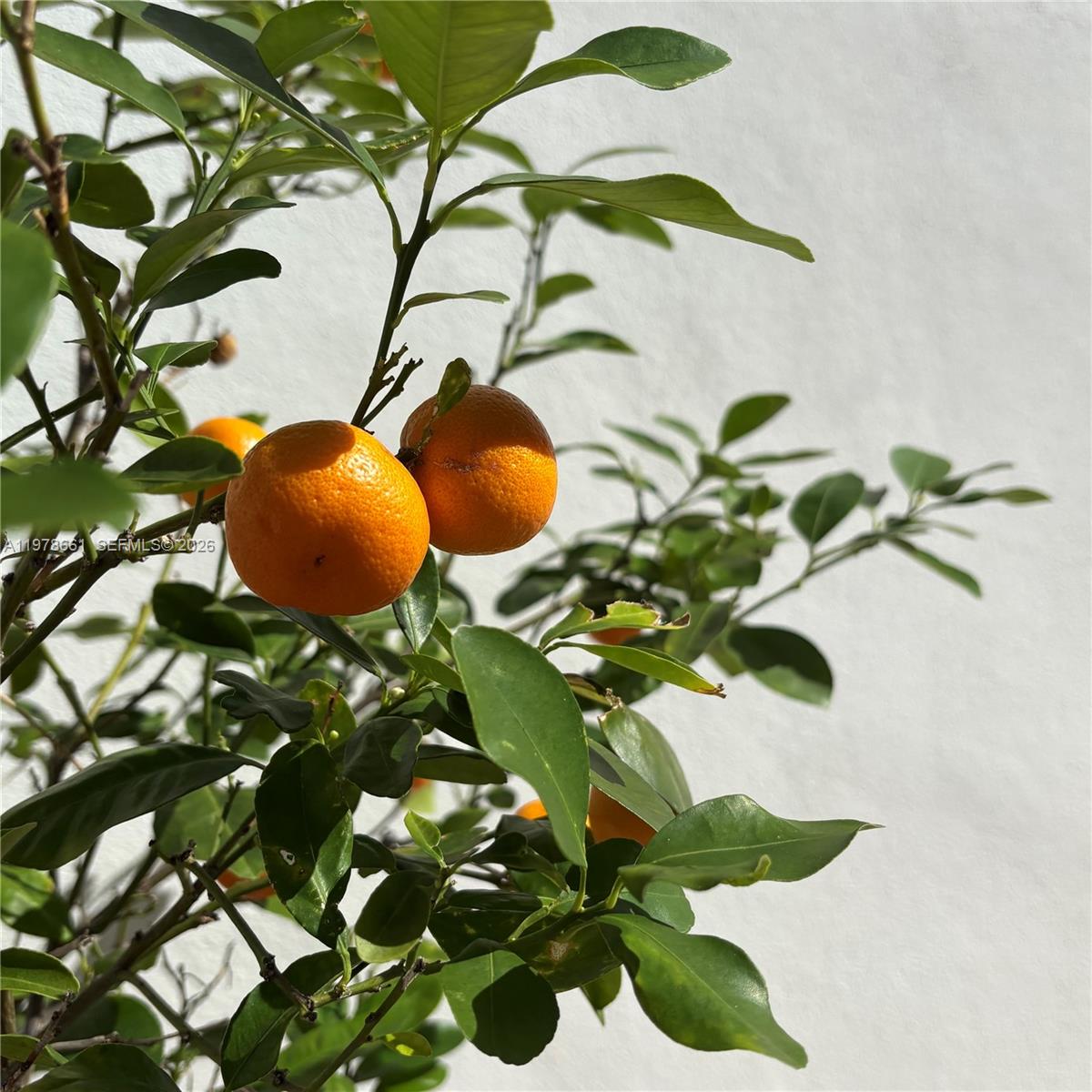 BELLE MEADE OF MIA SEC 1 - Residential