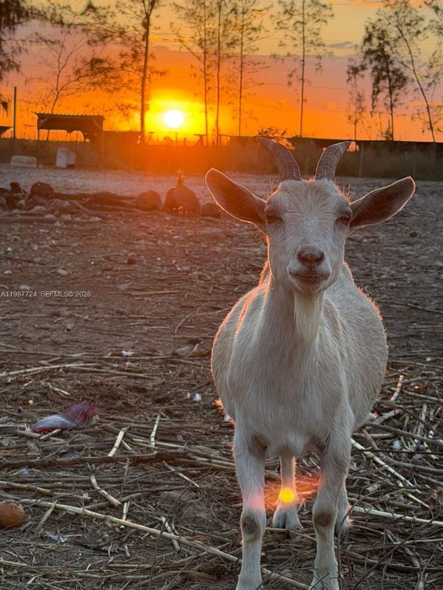 High-Upside 5-Acre Investment Opportunity with Sunset Views & Private Retreat Potential.
Rare opportunity to acquire a fully improved 5-acre parcel in one of Miami’s most desirable agricultural/residential area. This property features an active and approved Class IV permit, offering a major advantage for investors ready to move forward immediately.
This property has significant improvements already completed:
 • Land mostly cleared
 • Electricity installed
 • Operational water well
 • Mitigation paid
 • Fully fenced with dual access points.
Designed for versatility and income potential, the property includes multiple fenced sections for livestock or nursery use, plus two storage structures and a pole barn.
Equipped with Starlink Internet and 4K WiFi and VGA security systems with night vision, providing full-property monitoring and peace of mind.
The sale also includes a 2022, 30-ft RV in excellent condition and some animals.
What truly sets this property apart is its breathtaking sunset exposure—widely considered among the best in the Miami area—creating a unique lifestyle and value-add component. Whether used as an income-producing asset, land bank, or private retreat/refuge away from the city, this property delivers unmatched flexibility.
Opportunities with this level of infrastructure, approvals, views, and dual-use potential are extremely limited in today’s market. 
PLEASE for Showing schedule an appointment through ShowingTime or text 24h in advance. Thanks!