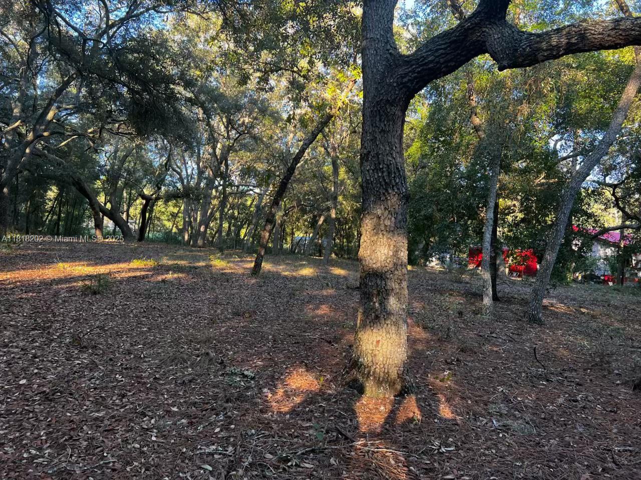 Wooded 1.03 acre lot for sale in clay county. Zoned residential. Shed on property
