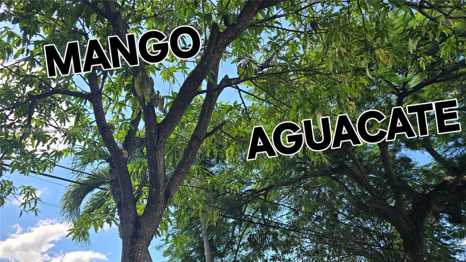 PRINCESS PARK MANOR - Residential