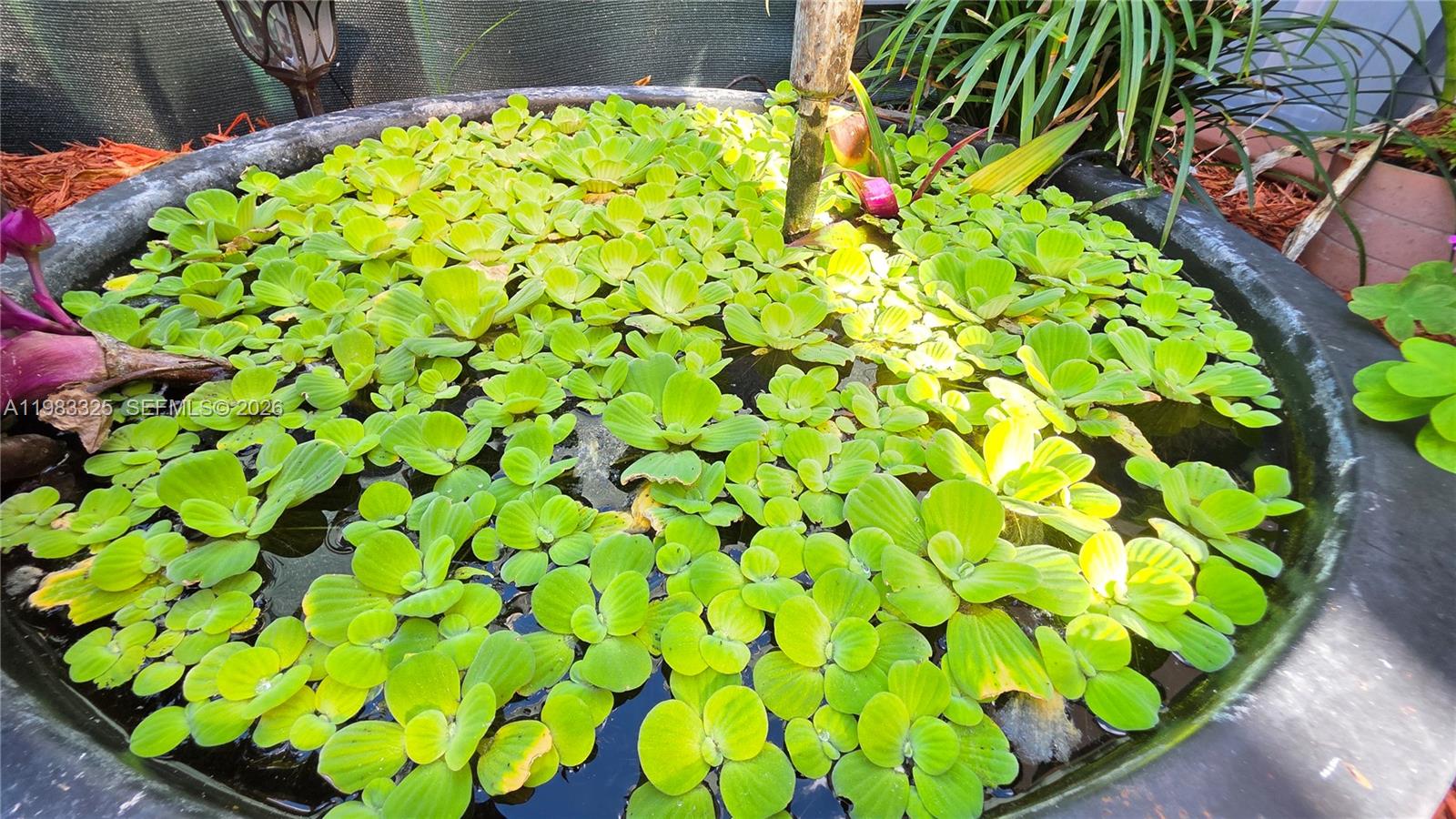 BAYWINDS OF GALAPAGOS FIR - Residential