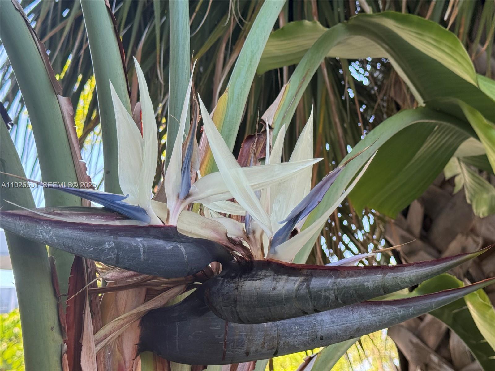 PINE TOWER CONDO - Residential Lease