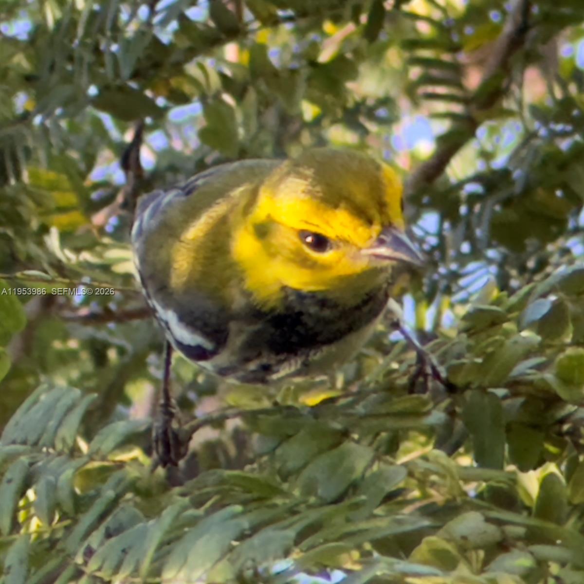 CROSSINGS PATIO HOMES SEC - Residential