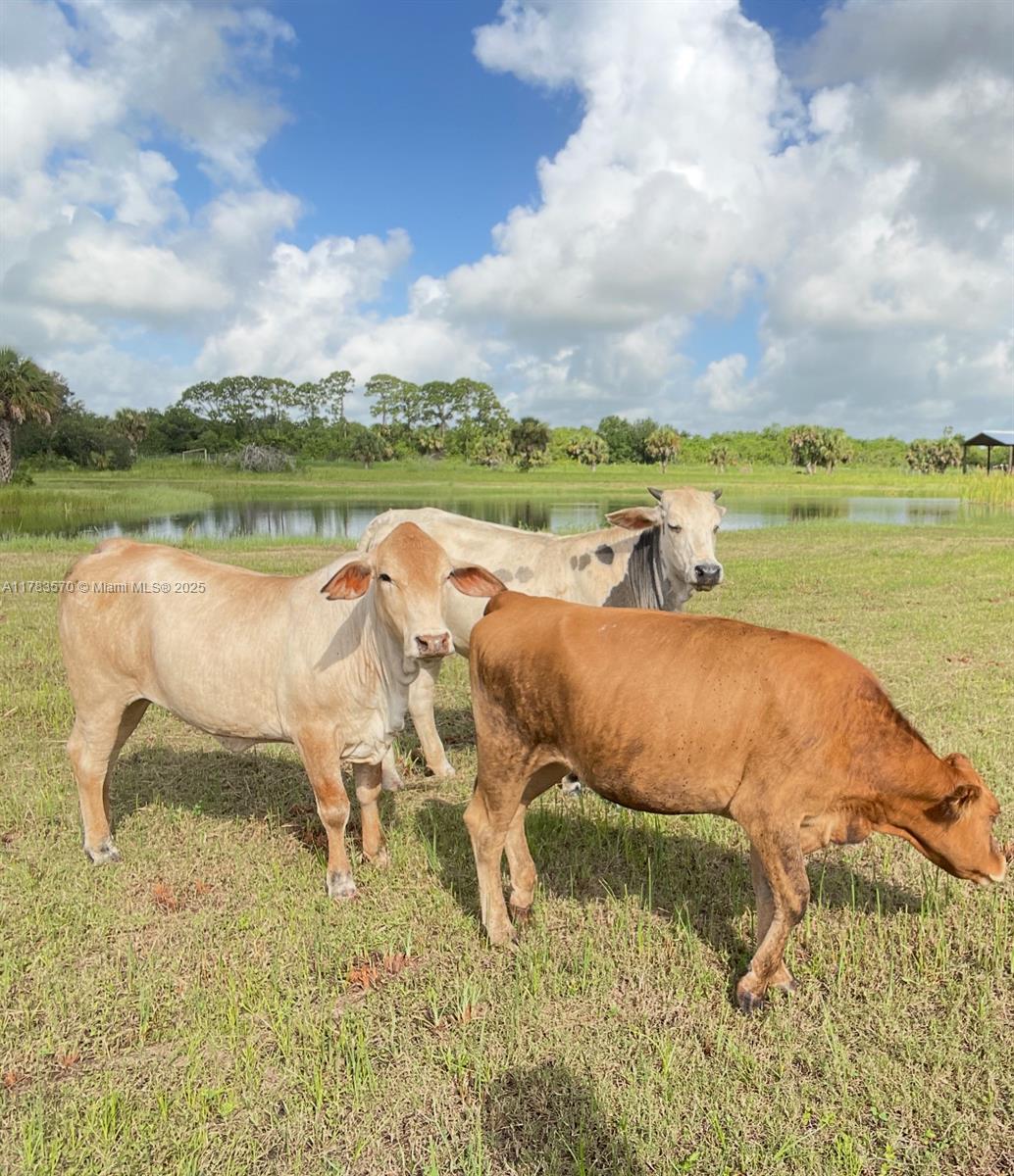 INDIAN RIVER FARMS COMPAN - Land