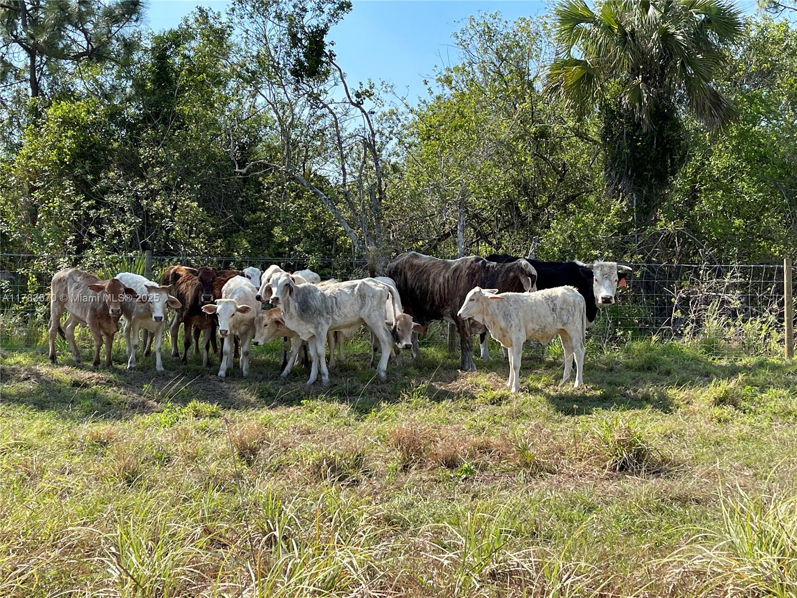INDIAN RIVER FARMS COMPAN - Land