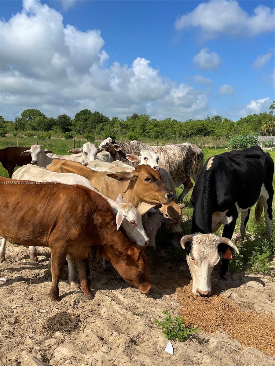 INDIAN RIVER FARMS COMPAN - Land