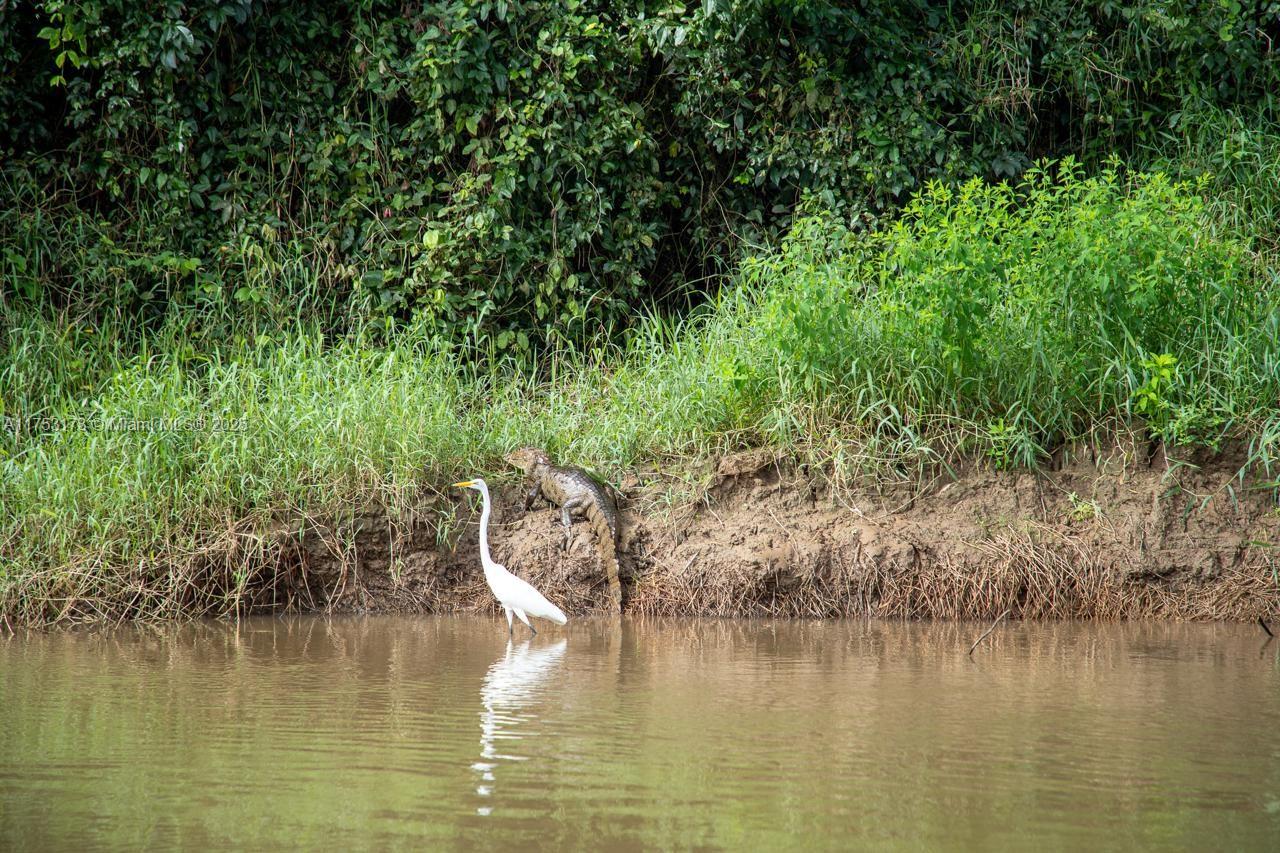 Own a 2,679-acre farm in Northern Costa Rica, bordering Caño Negro Wildlife Refuge, famous for its rich biodiversity and Alligator Gar fish. Currently used for buffalo production (500 head), it also offers prime land for pineapple cultivation and eco-tourism opportunities.
Key Features:
? Eco-Tourism Potential – Ideal for eco-lodges, trails, and adventure tourism.
? Versatile Land Use – Supports buffalo, pineapple, and conservation.
? Prime Location – Near Rio Celeste, Venado Caves, La Fortuna, and Arenal Volcano.
? Full Infrastructure – Water, electricity, roads, and livestock facilities.
A unique investment for agriculture and tourism—don’t miss this opportunity!
Property can be sold together with MLS A11746234.