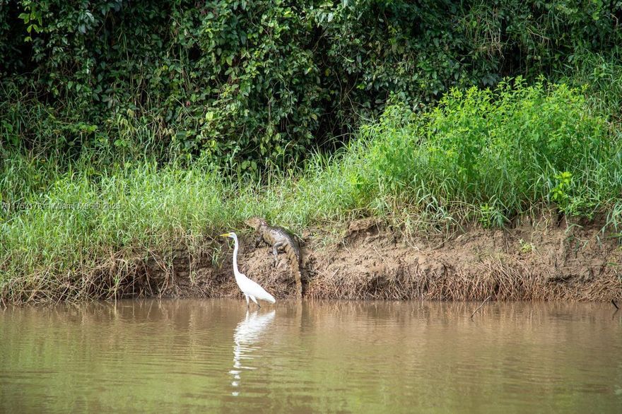 Own a 2,679-acre farm in Northern Costa Rica, bordering Caño Negro Wildlife Refuge, famous for its rich biodiversity and Alligator Gar fish. Currently used for buffalo production (500 head), it also offers prime land for pineapple cultivation and eco-tourism opportunities.

Key Features:
? Eco-Tourism Potential – Ideal for eco-lodges, trails, and adventure tourism.
? Versatile Land Use – Supports buffalo, pineapple, and conservation.
? Prime Location – Near Rio Celeste, Venado Caves, La Fortuna, and Arenal Volcano.
? Full Infrastructure – Water, electricity, roads, and livestock facilities.

A unique investment for agriculture and tourism—don’t miss this opportunity!

Property can be sold together with MLS A11746234.
