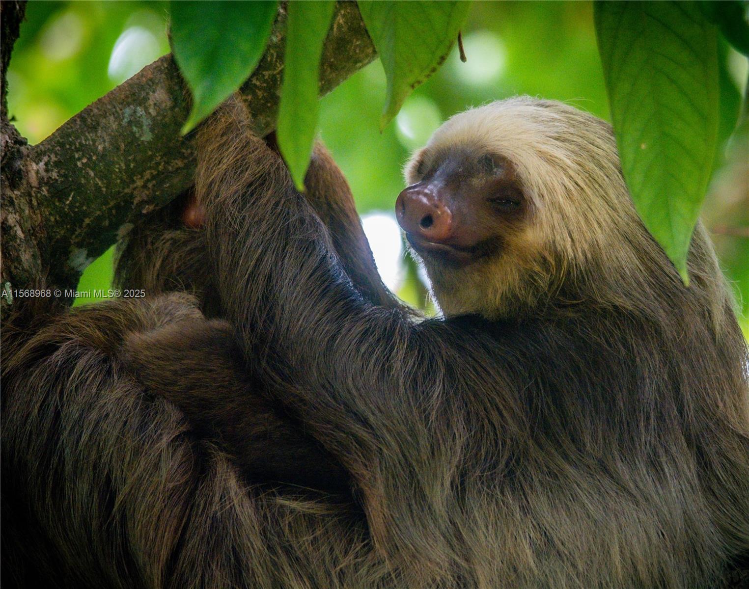 Ajauela, Costa Rica - Land