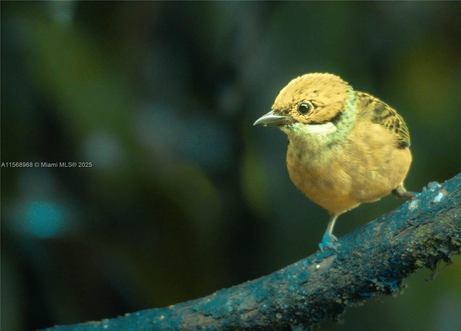 Ajauela, Costa Rica - Land