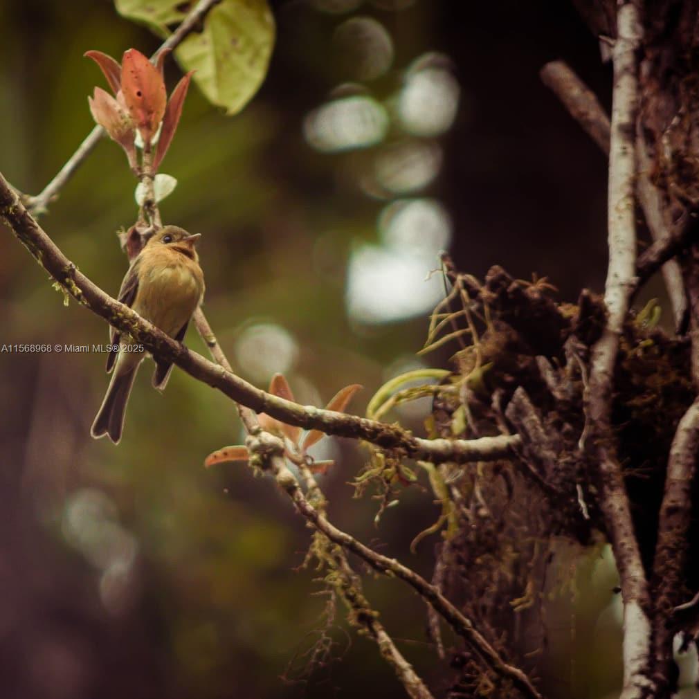 Ajauela, Costa Rica - Land