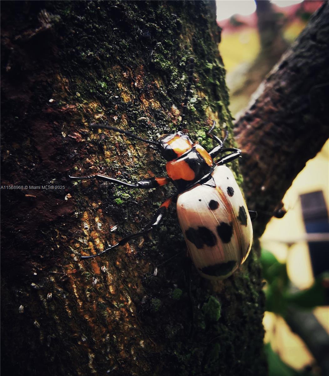 Ajauela, Costa Rica - Land