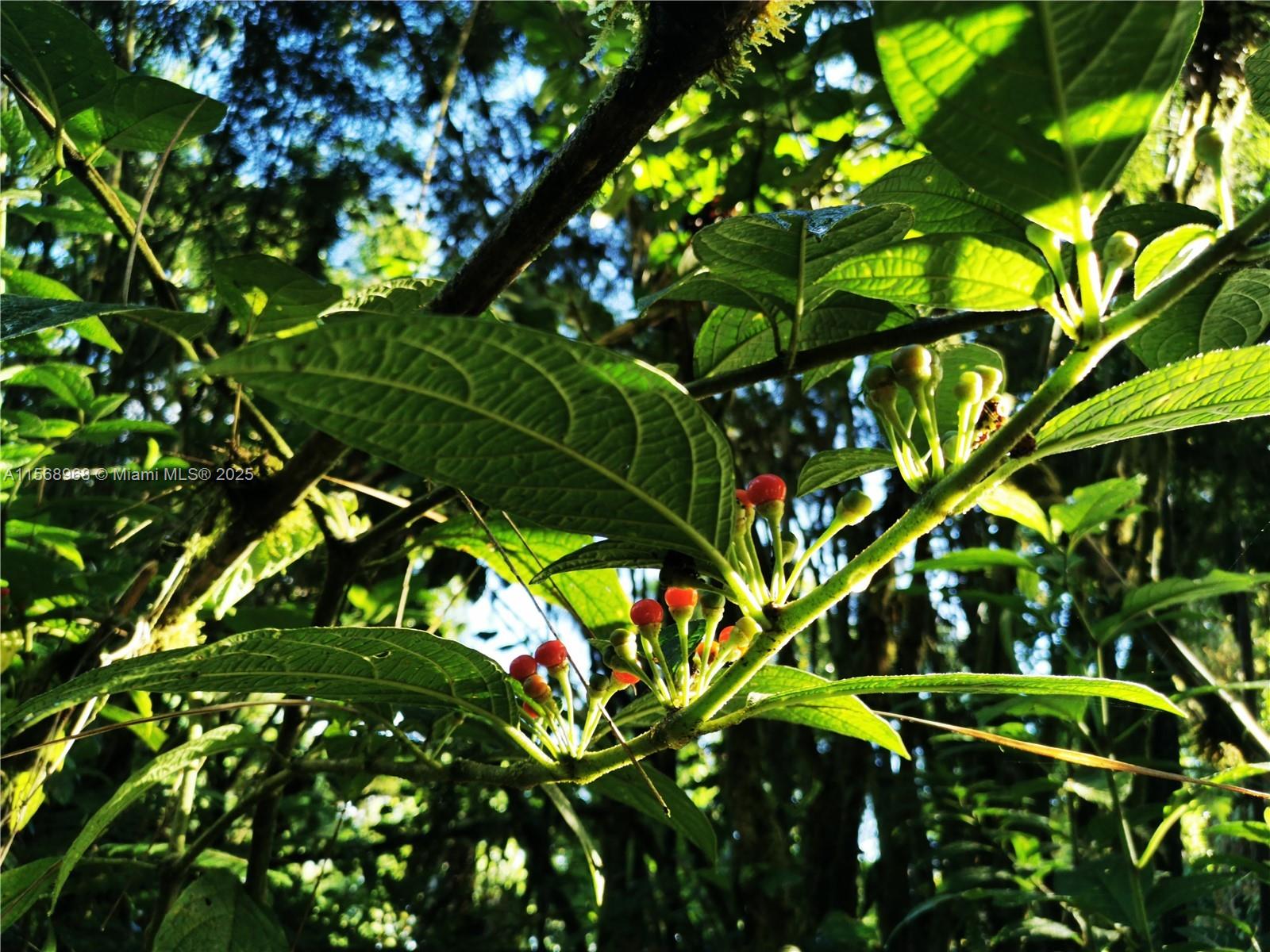 Ajauela, Costa Rica - Land