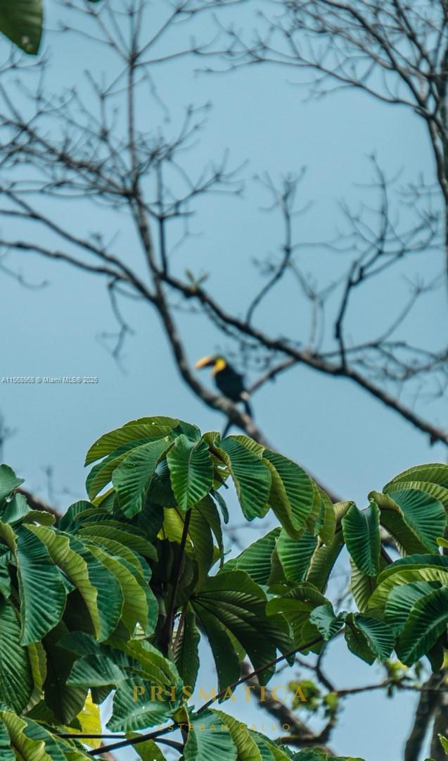 Ajauela, Costa Rica - Land
