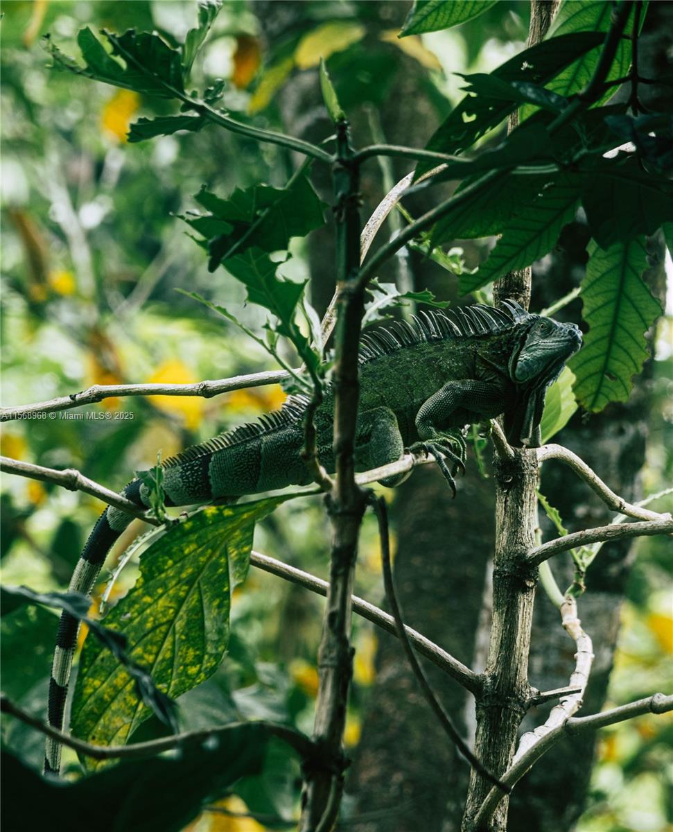 Ajauela, Costa Rica - Land