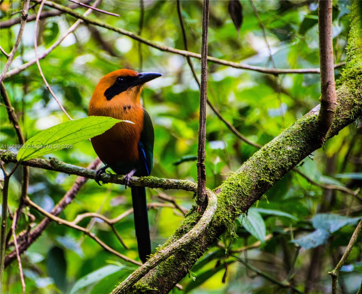 Ajauela, Costa Rica - Land