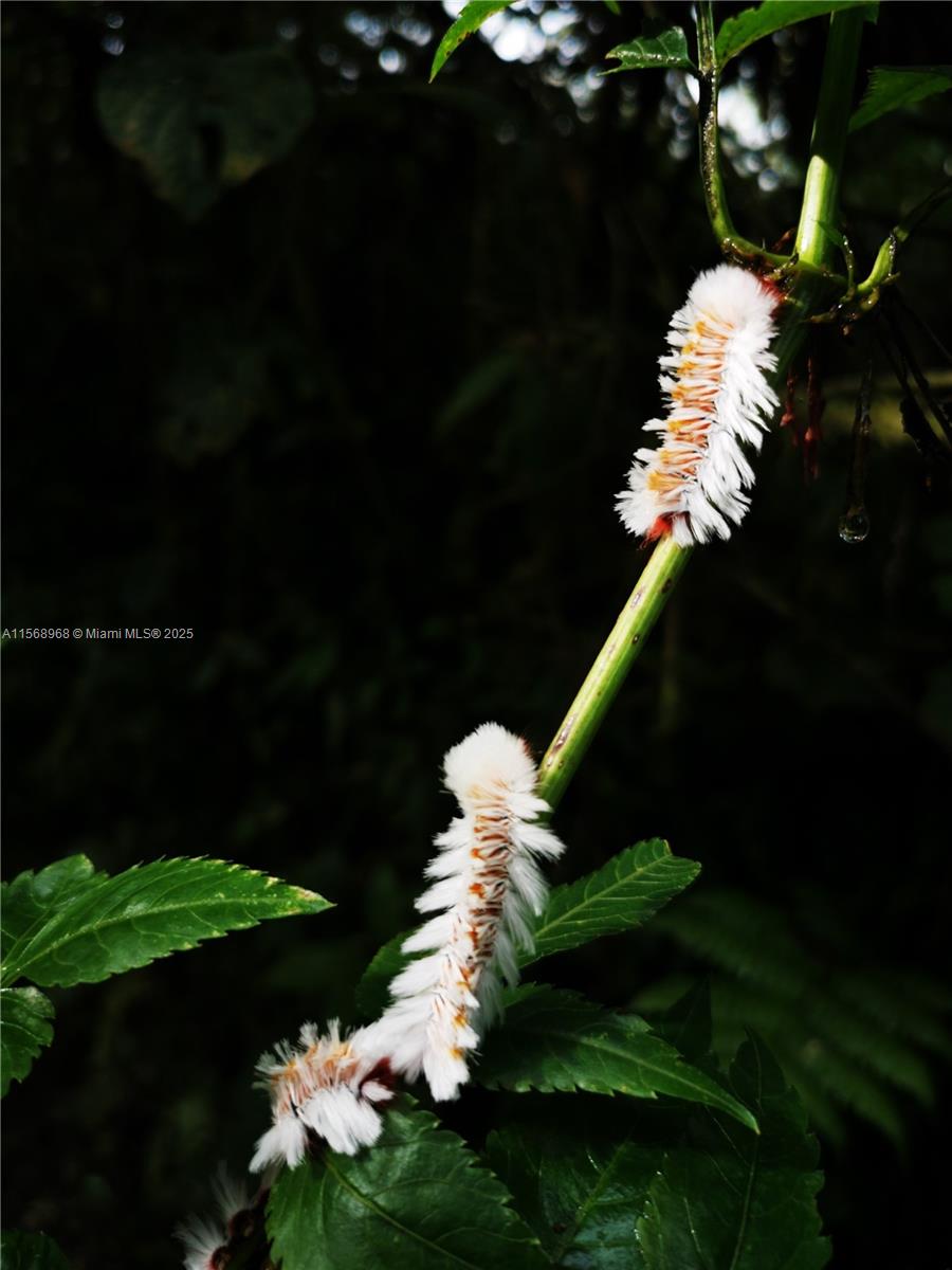 Ajauela, Costa Rica - Land