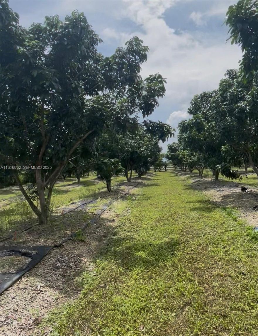 Buildable 5 Acres of Longan and Sugar Apple Grove in Homestead Florida. and also 1 row of Bamboo trees, 1 Row of producing June Plum trees ,and the rest is Green Sugar apple trees, 1 Mango tree, 1 Lychee tree and 1 Papaya, few Jackfruit, few Soursop trees also.The property is fully  Fenced and irrigated with pump included. Also has a solid structure to Relax, cook and enjoy.Nice space to build  your dream home and have animals such as horses, goat, sheep, chicken,Roosters and more.The property is low tax due  to the agriculture exemption.It is close to Robert is Here the fruit stand, and also close to shopping everything. Property is close to   SW 340 Street and 217 Ave in Homestead. Owner might finance Call owner directly .