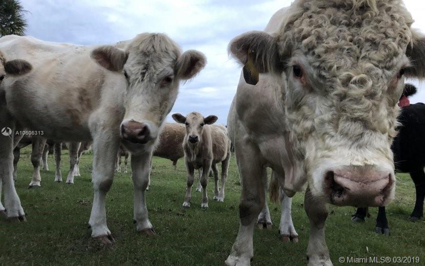 ESTATES/OKEECHOBEE PINES - Land