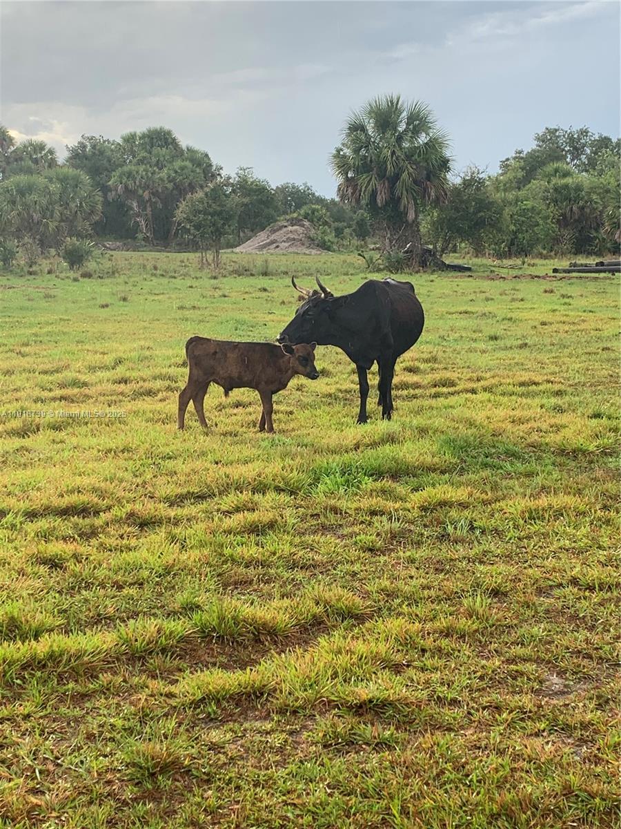 Cabbage Woods - Land