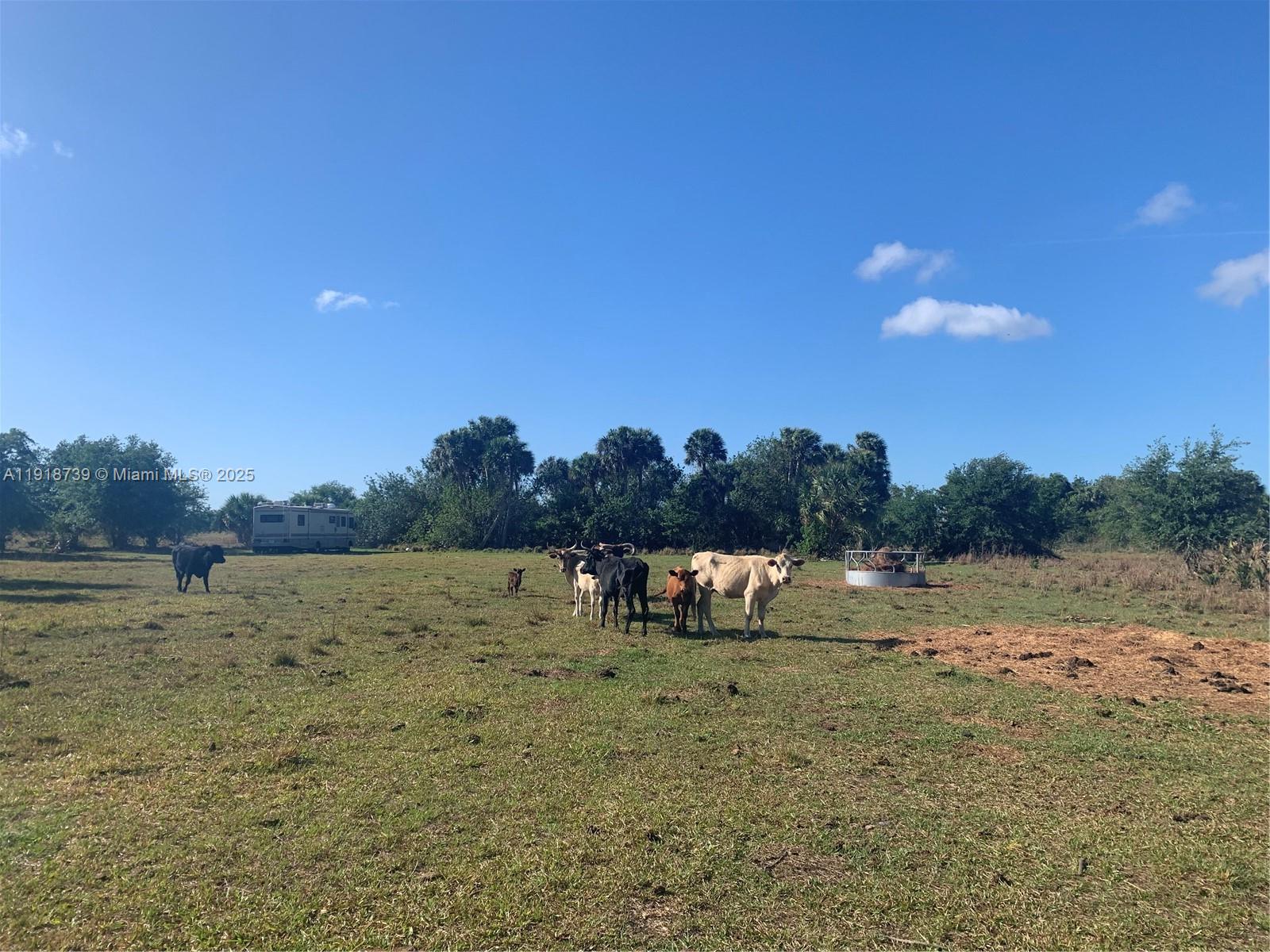 Cabbage Woods - Land