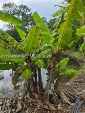 PIONEER PLANTATION - Residential