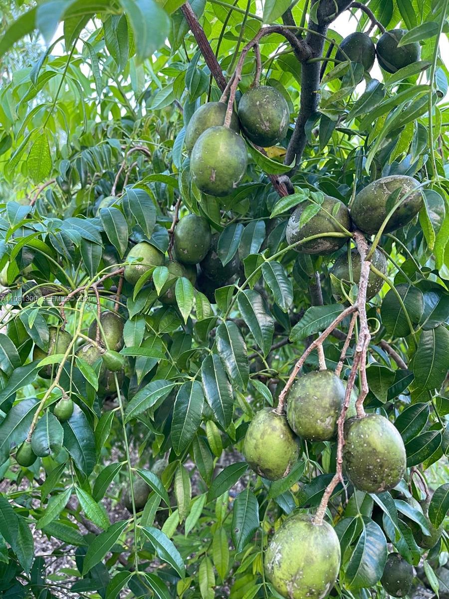 Sugar Apple Grove - Residential