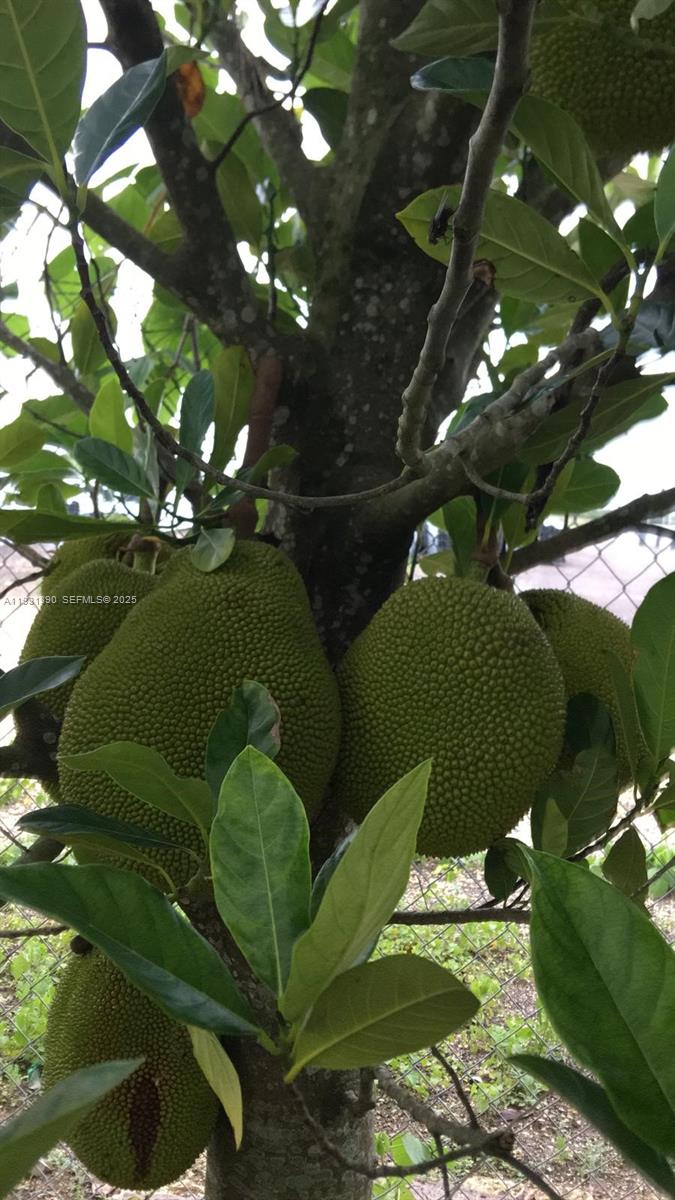 Sugar Apple Grove - Residential