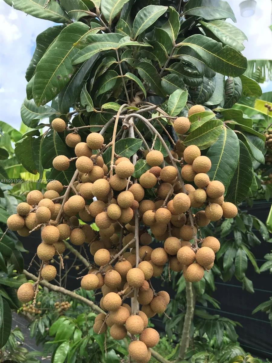 Sugar Apple Grove - Residential