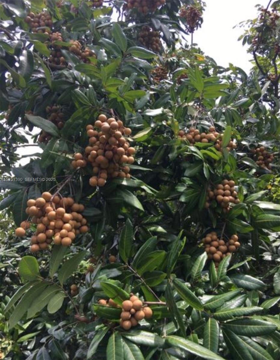 Sugar Apple Grove - Residential