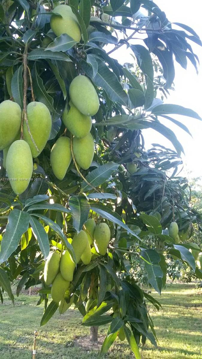 Sugar Apple Grove - Residential