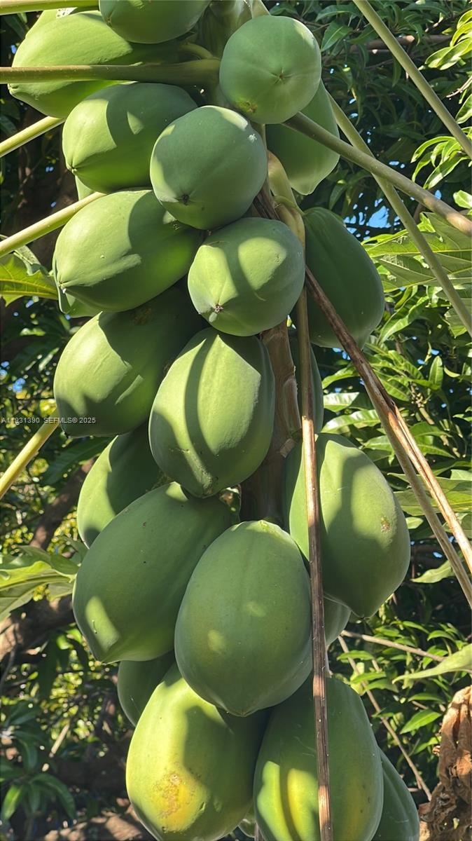 Sugar Apple Grove - Residential