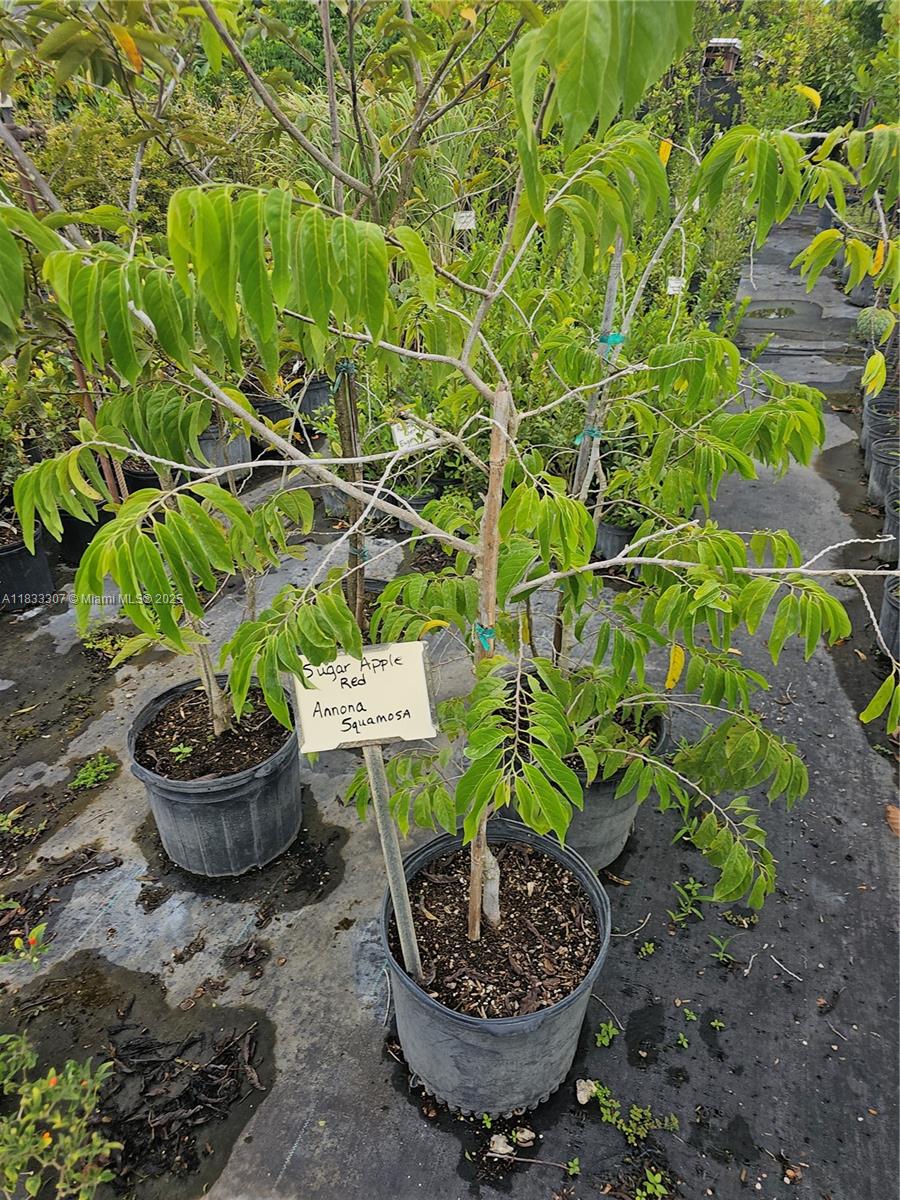 CASEYS CORNER NURSERY - Land