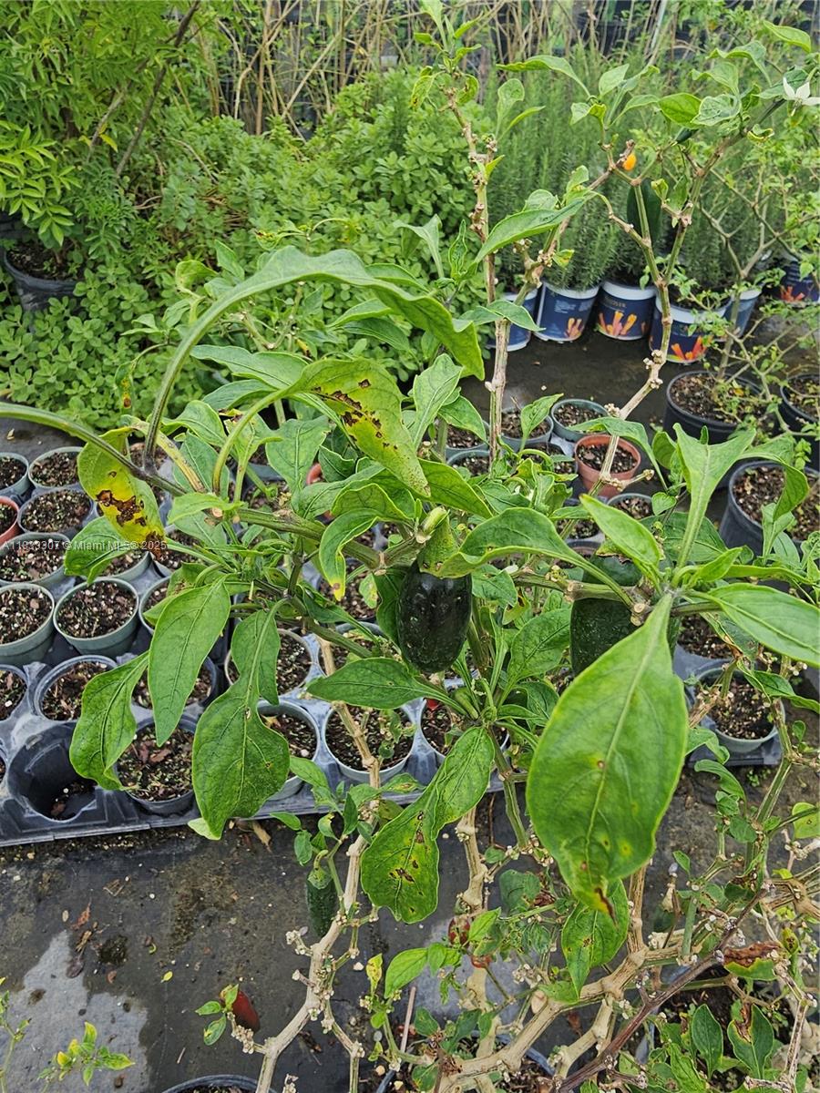 CASEYS CORNER NURSERY - Land