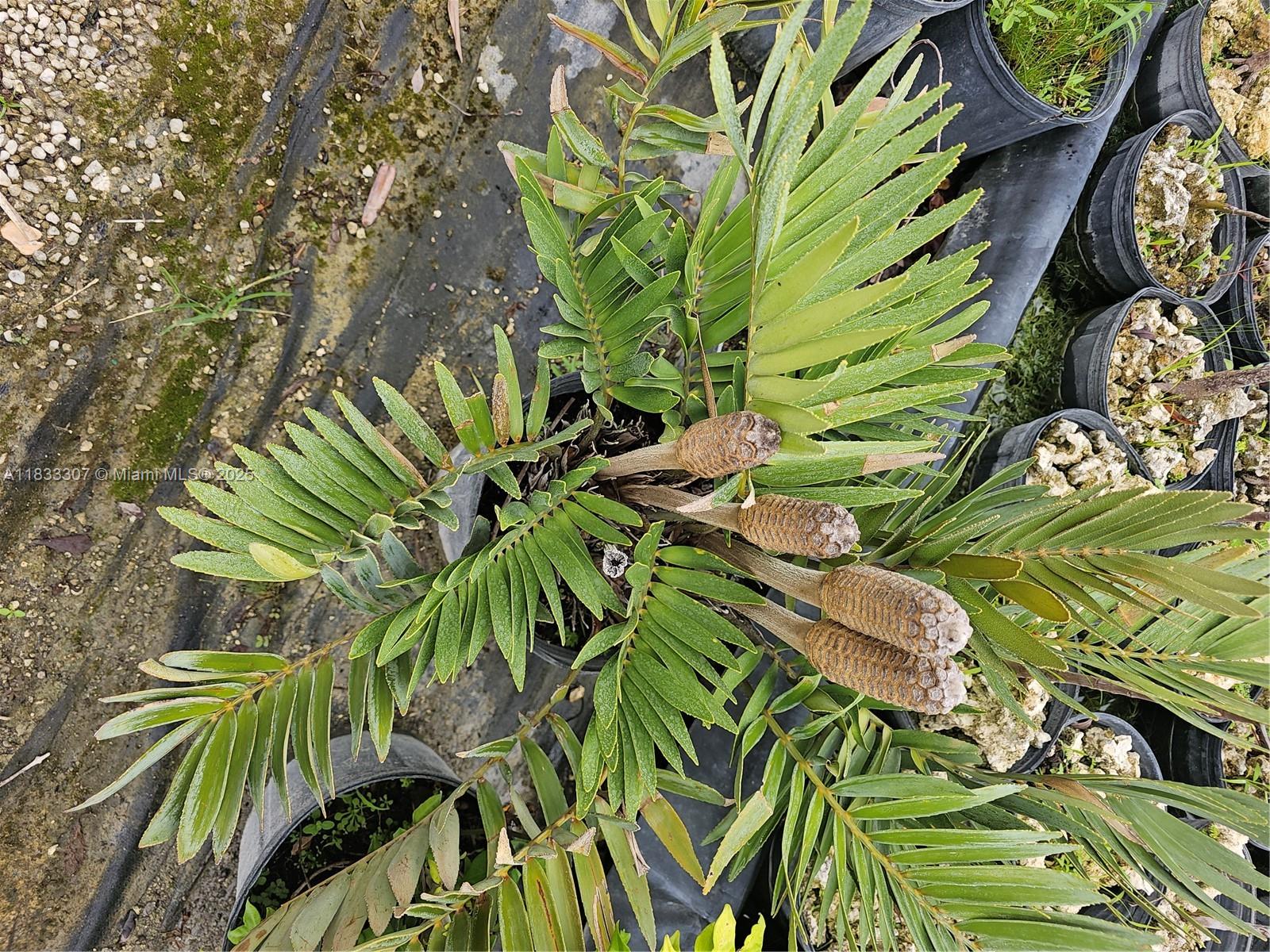 CASEYS CORNER NURSERY - Land