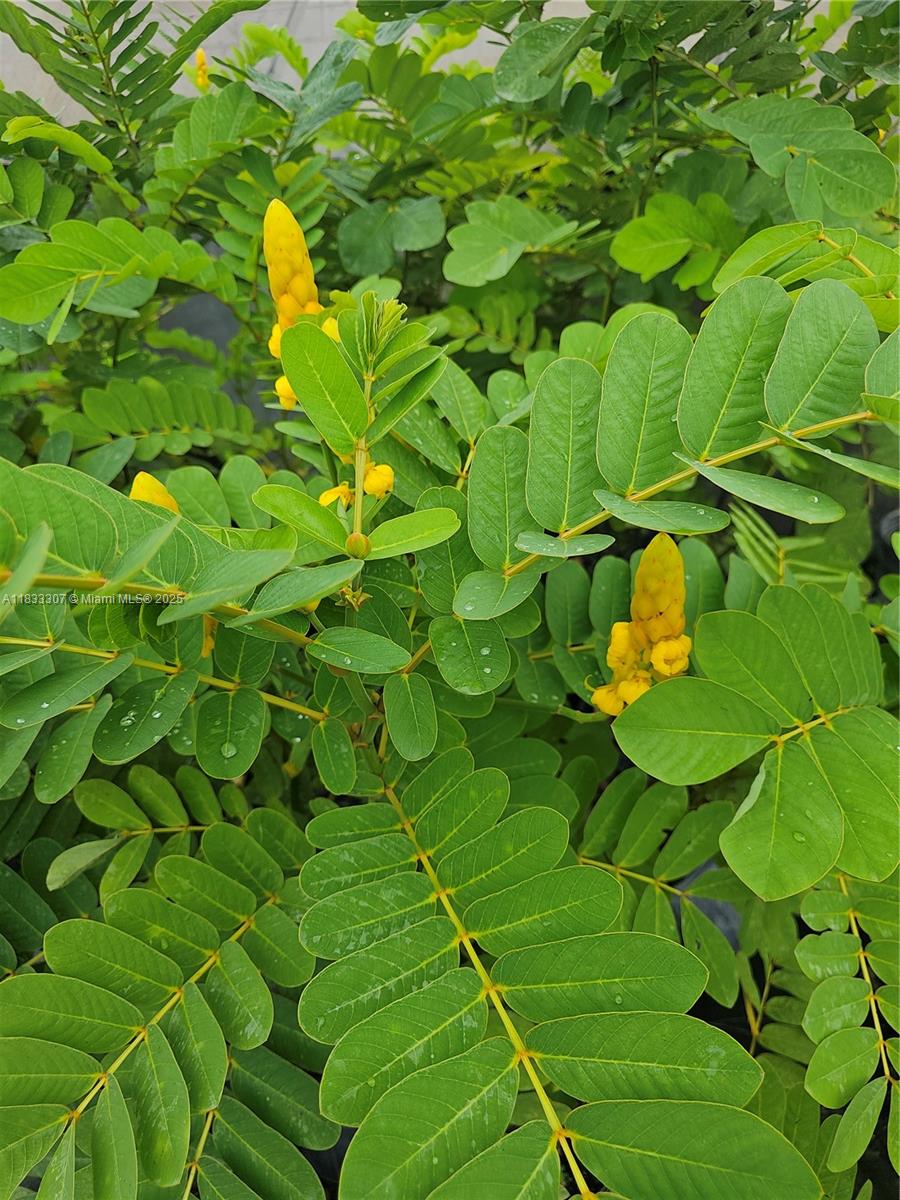 CASEYS CORNER NURSERY - Land