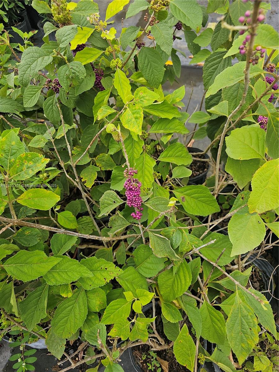 CASEYS CORNER NURSERY - Land