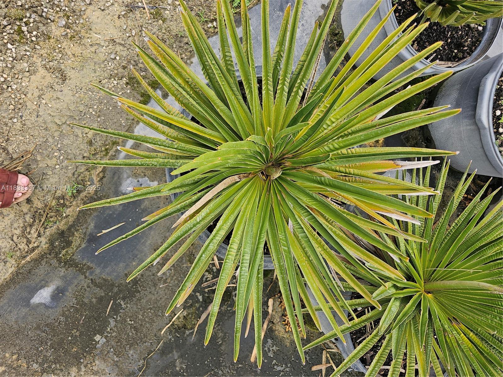 CASEYS CORNER NURSERY - Land