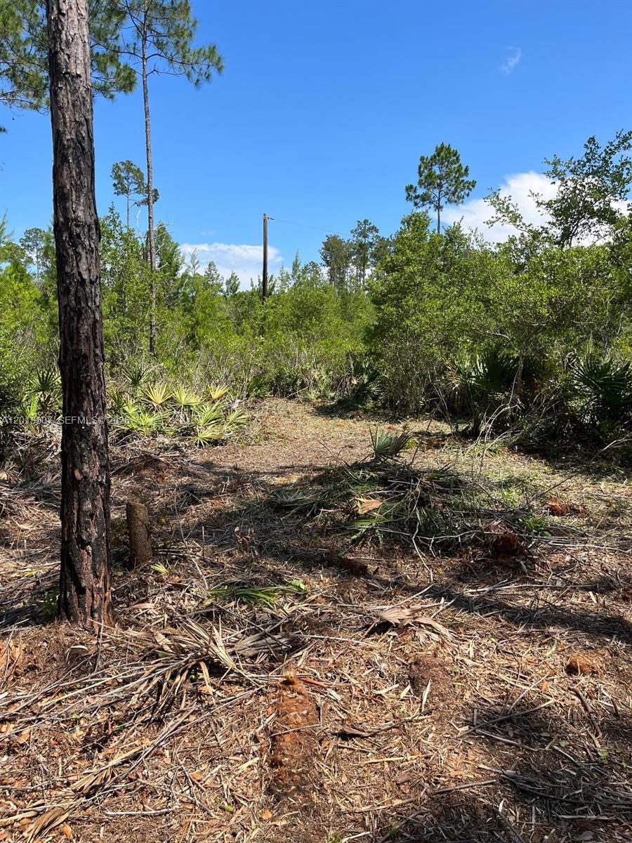 Whispering Pines - Land